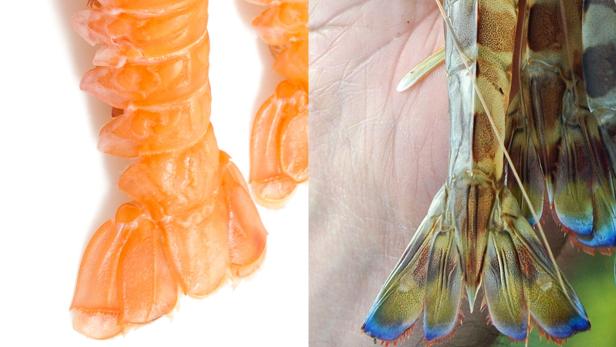 Scampi oder Shrimp: So erkennen Sie, ob das Restaurant trickst
