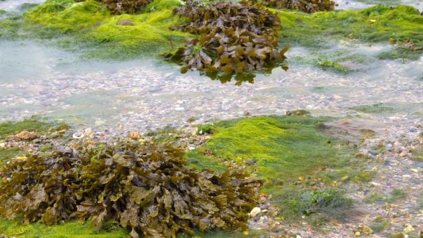 Braunalgen findet man an Europas Küsten Kommt jetzt der Salzersatz aus dem Meer?