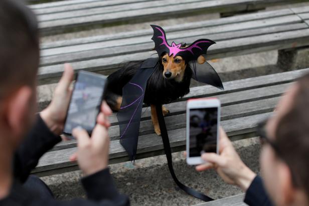 Halloween-Parade in New York auf vier Pfoten