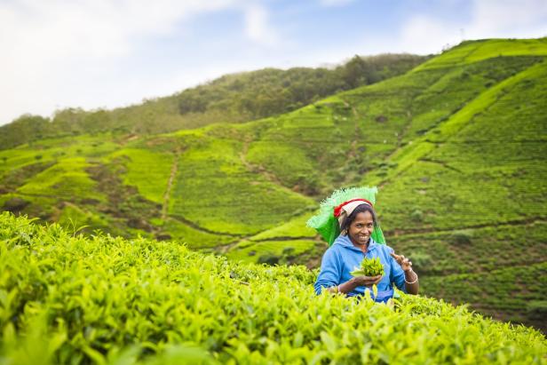 Auf den Straßen von Sri Lanka: Von der Stadt mitten in die Teeplantage