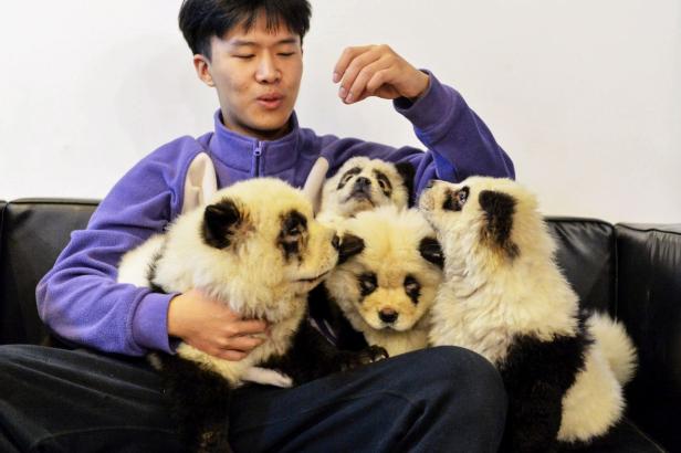 Empörung über gefärbte "Panda-Hunde" in Cafe in China
