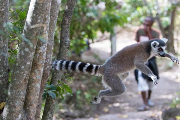 Fotoreportage aus Madagaskar: Bei Zebus, Makis und den Baobabs