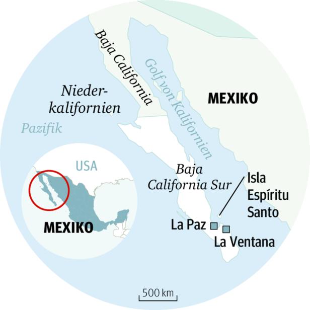 Bei Walhaien und Seelöwen: Das mexikanische Galapagos