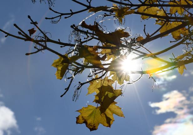 Sonnenlicht scheint durch Ahornblätter vor blauem Himmel.
