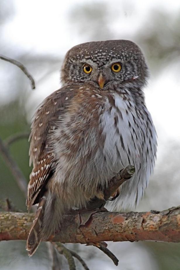 Ein Häuschen für verliebte Vögel