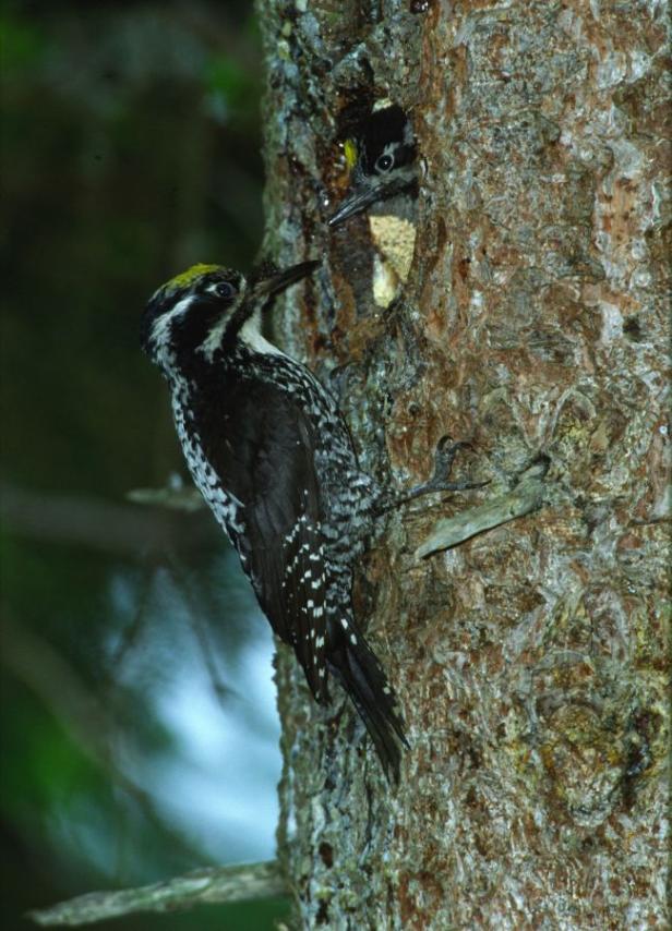 Ein Häuschen für verliebte Vögel