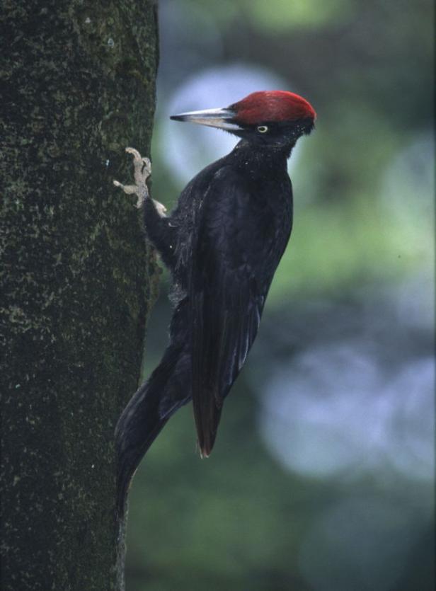 Ein Häuschen für verliebte Vögel