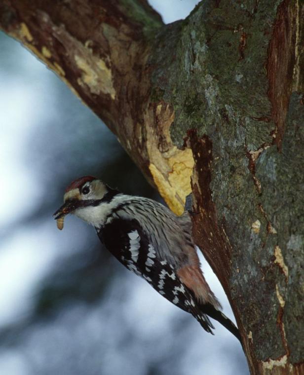 Ein Häuschen für verliebte Vögel