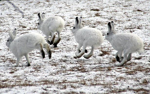 Das Überleben der Alpen-Schneehasen ist in Gefahr