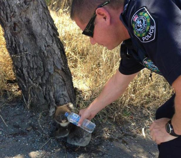 Ein Polizist gibt einem Koala Wasser aus einer Plastikflasche.