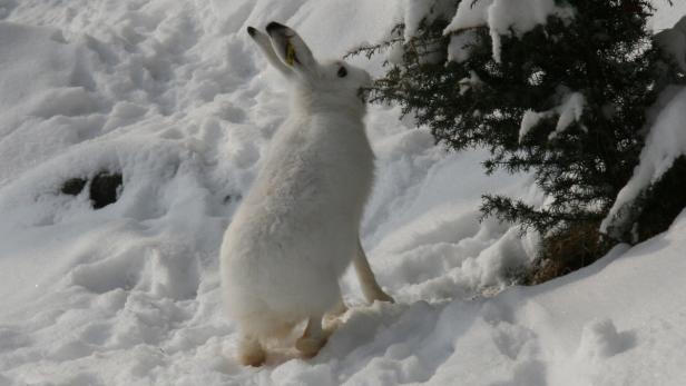 Das Überleben der Alpen-Schneehasen ist in Gefahr