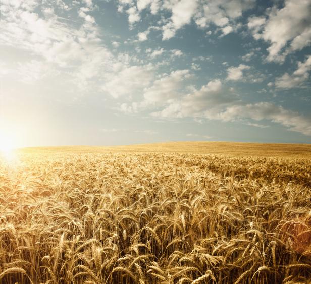 Landwirtschaft: Klimawandel im Feldversuch