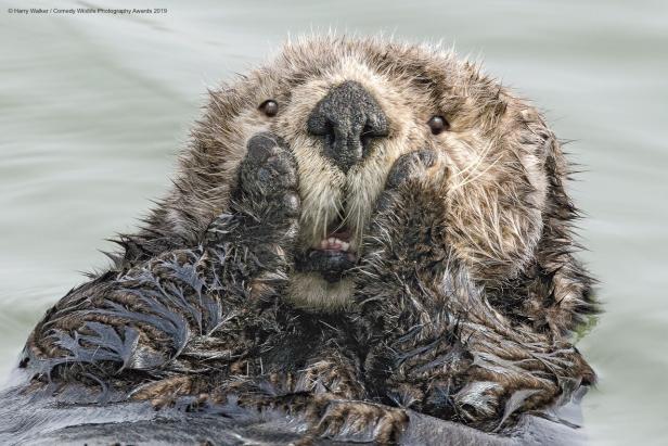 Die lustigsten Wildtier-Fotos: Diese Löwin will nur spielen