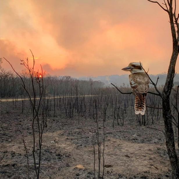 Social media image of a kookaburra perching on a burnt tree in the aftermath of a bushfire in Wallabi Point, Australia