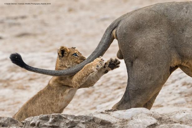 Die lustigsten Wildtier-Fotos: Diese Löwin will nur spielen