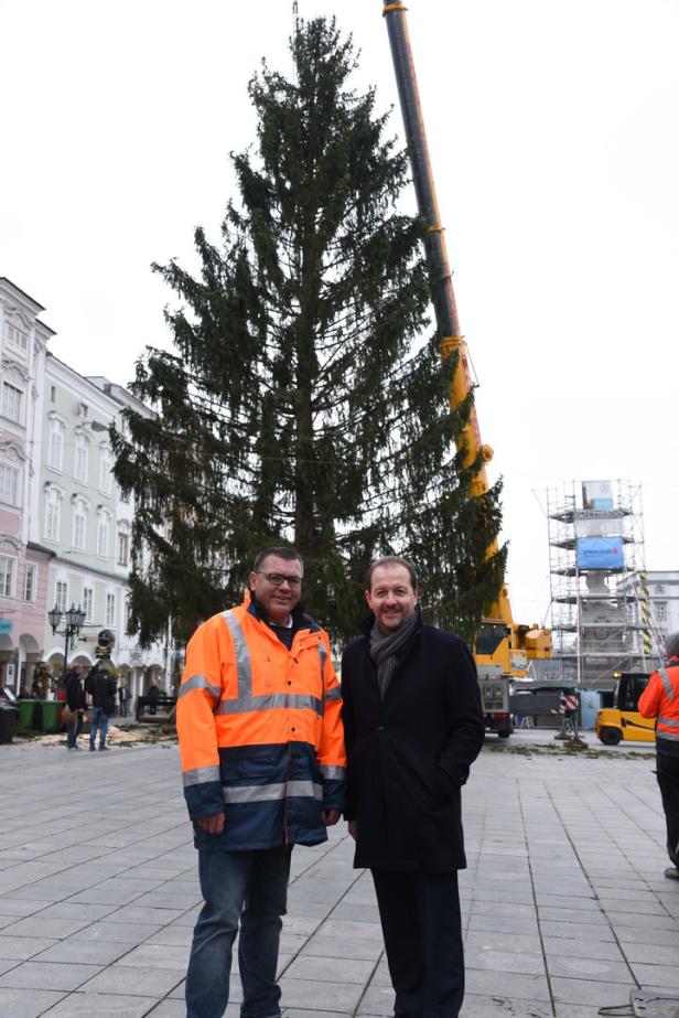 Aus dem Nachbarwald: Linzer Christbaum kommt nicht aus Freistadt