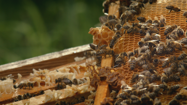 Was Ihr Honigbrot mit Bienenschutz zu tun hat