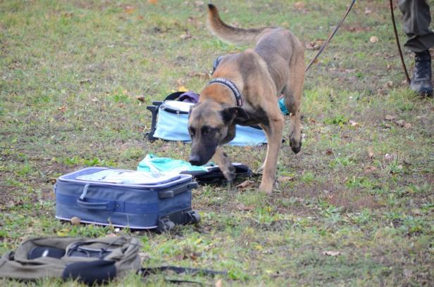 Nach Tod eines Hundeführers: "Keine Bestien", aber scharf für den Einsatz