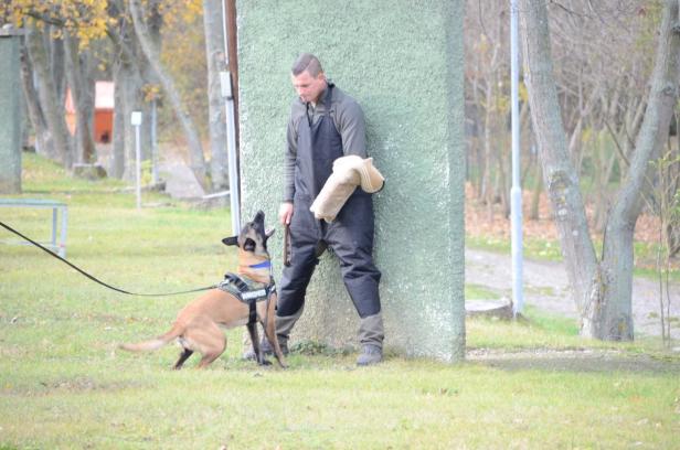 Tödliche Hundeattacke: Militärhunde bleiben in Quarantäne