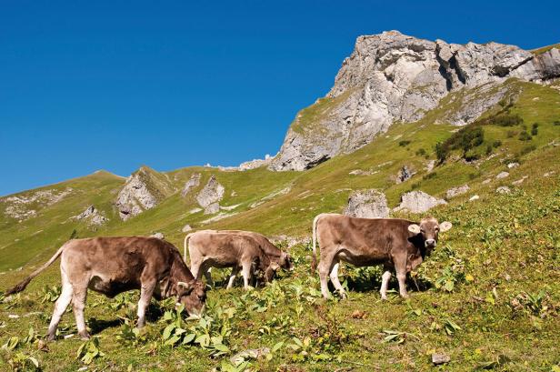 All das spricht für Rindfleisch aus Österreich