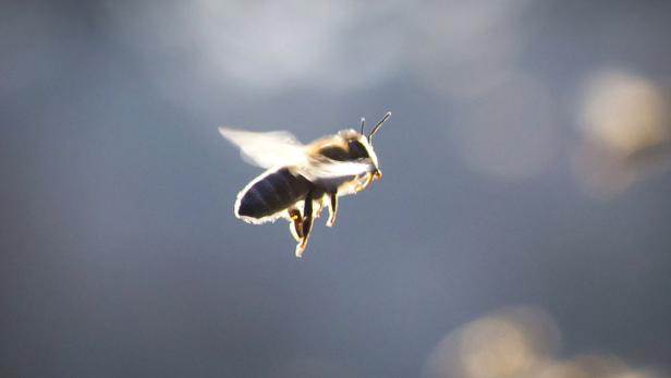 Eine Honigbiene fliegt vor einem unscharfen Hintergrund.