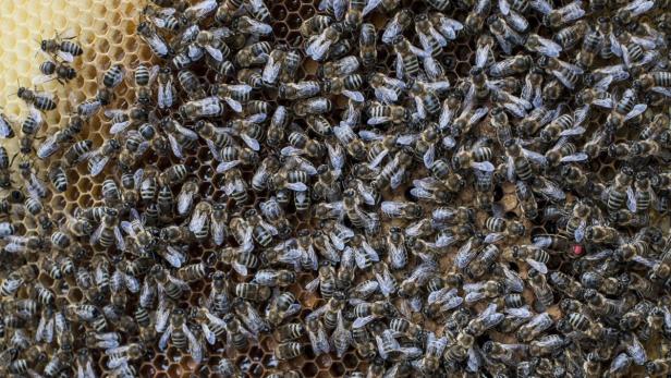 Ein Bienenvolk drängt sich auf einer Honigwabe.