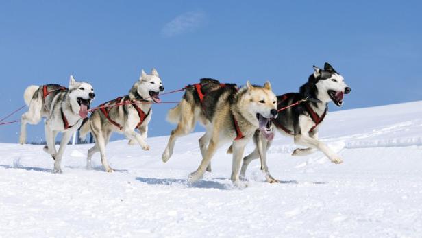 Ein Husky-Schlittenhundteam rennt durch den Schnee vor blauem Himmel.