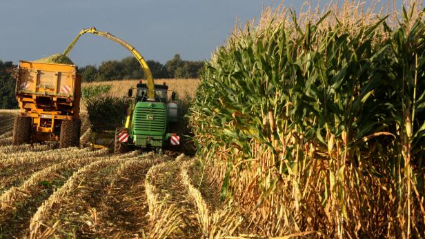 Ein Feldhäcksler erntet Mais und befördert ihn in einen Anhänger.