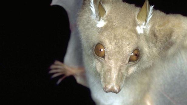 Nahaufnahme einer Fledermaus mit großen Augen und hellen Ohren.