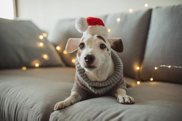 Ein Jack Russell Terrier mit Weihnachtsmütze und Pullover liegt auf einem Sofa.