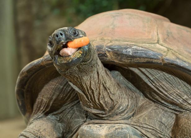 Schönbrunner Riesenschildkröten sind "Blitzkneisser"
