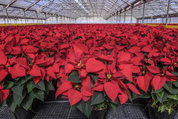 Tausende Weihnachtssterne mit roten Blättern stehen dicht an dicht in einem großen Gewächshaus.
