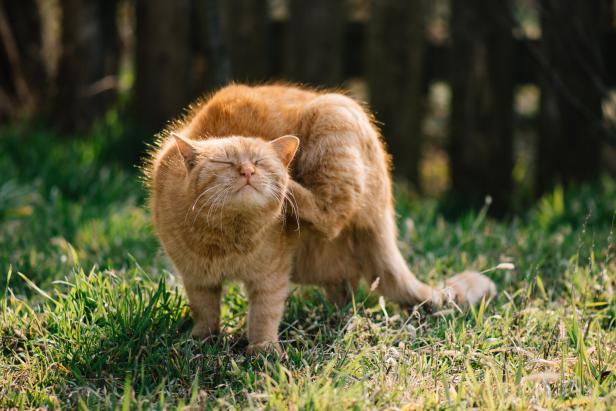 Eine Katze steht in der Wiese und kratzt sich mit der Hinterpfote am Ohr.