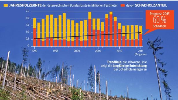 Douglasie statt Fichte: So ändert das Klima die Wälder