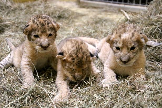 Junger Löwe in Tierwelt Herberstein eingeschläfert