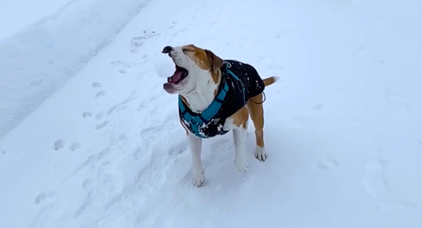 Winterurlaub mit Hund am Arlberg: Entlang der Pfotenspuren