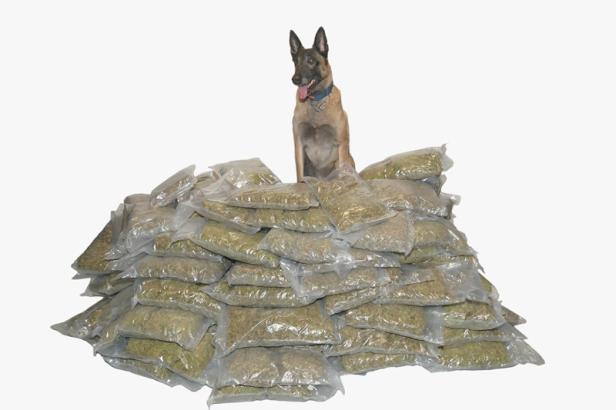 Polizeihund "July" findet 107 Kilogramm Cannabis