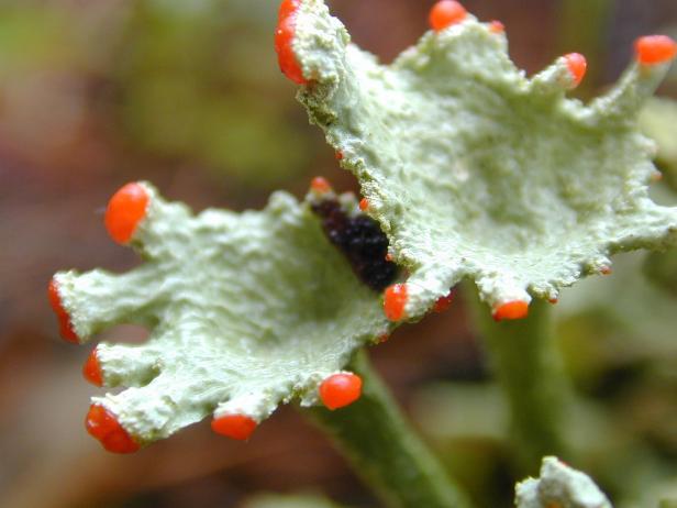 Zackelschaf bis Turteltaube: Das ist die "Natur des Jahres 2020"