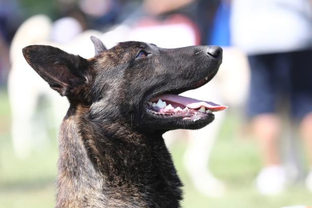 Vier Hunde qualvoll verendet: „Im Notfall Scheibe einschlagen“