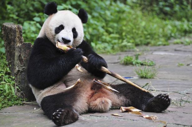 Ein Panda sitzt auf dem Boden und isst Bambus.