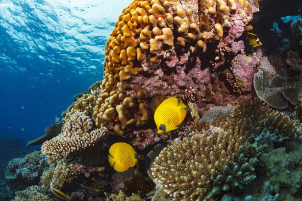 Diese Meeresbiologin heilt Korallen: „Wir verschaffen ihnen Zeit“