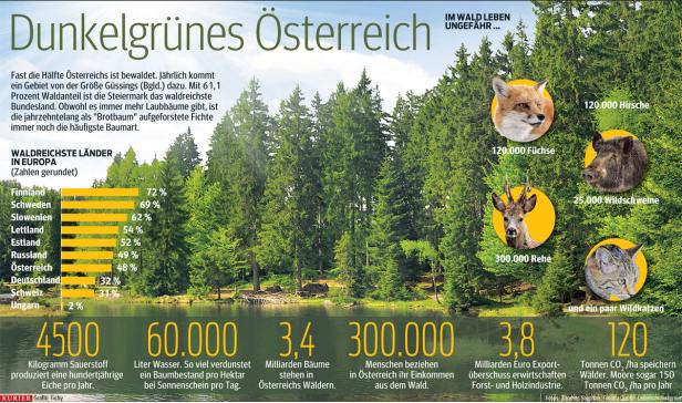 Österreichs Wald wächst, die Artenvielfalt geht zurück