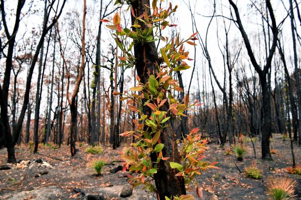 In Australiens ausgebrannten Wäldern sprießen erste Pflanzen