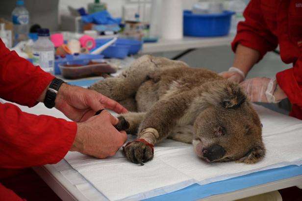 Zelt-Klinik auf Kangaroo Island: Wo Koalas ums Überleben kämpfen