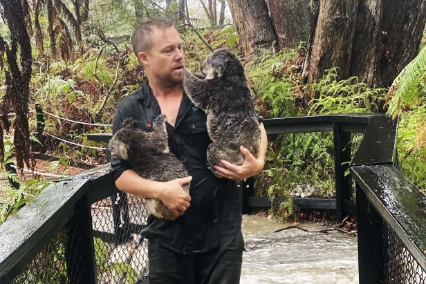 Australien: Ersehnter Regen gefährdet Koalas in Tiergarten