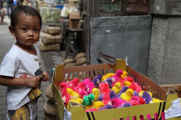 Ein kleines Mädchen steht neben einer Kiste mit bunten Küken.