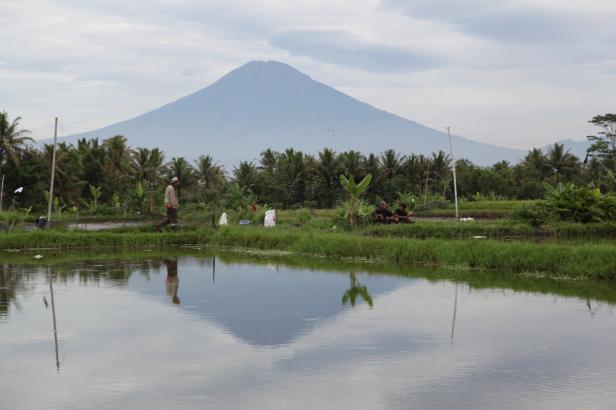 Ein Mann geht an einem Reisfeld vorbei, im Hintergrund ein Berg.