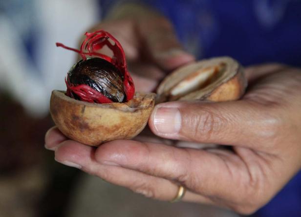 Eine geöffnete Muskatnuss mit rotem Samenmantel wird in der Hand gehalten.