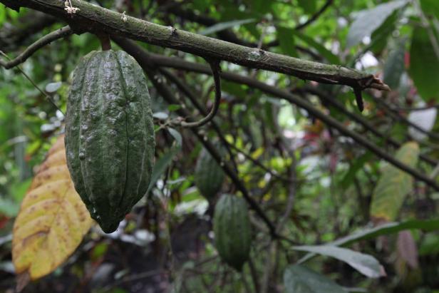 Eine grüne Kakaofrucht hängt an einem Ast.