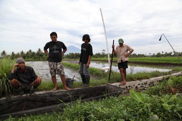 Vier Männer stehen oder hocken am Rande eines Reisfeldes.